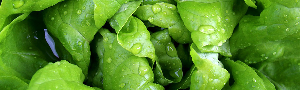 Insalata