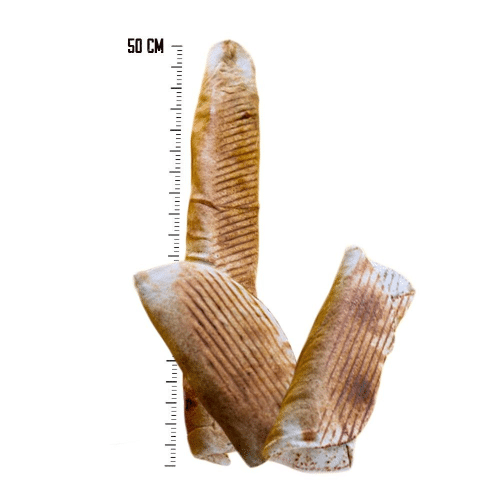 Rollo z frytkami Maga (50cm)